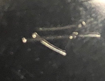 Indianola Mississippi Seeds