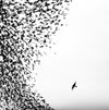 Wilco - Sky Blue Sky (2xVinyl, CD, LP, Album, Album, Enhanced) Very Good (VG) / Very Good Plus (VG+)