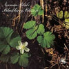 Norman Blake (2) - Blackberry Blossom (LP, Album) - Very Good Plus (VG+) / Good Plus (G+)